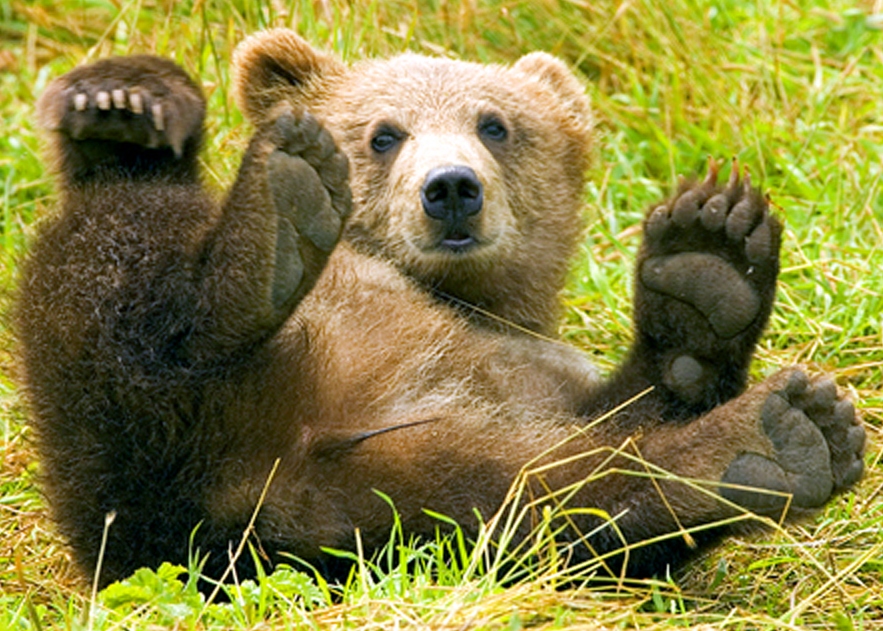 Brown bear showing his claws to greet the readers of El Reloj de Sol. This beautiful animal could also sign autographs like those of the sumo wrestler. - Credits: Beverly & Pack. Brown Bear having fun, rolling in the grass on his back with paws up. License Attribution 2.0 Generic (CC BY 2.0). Via Flickr.
