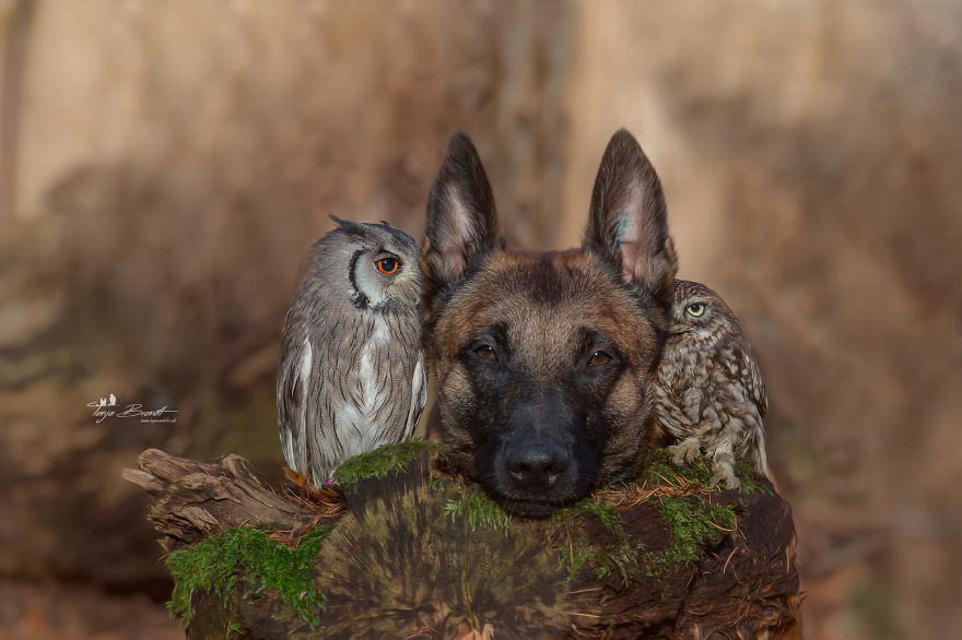 La fotógrafa Tanja, el perro Ingo y sus amigos los búhos