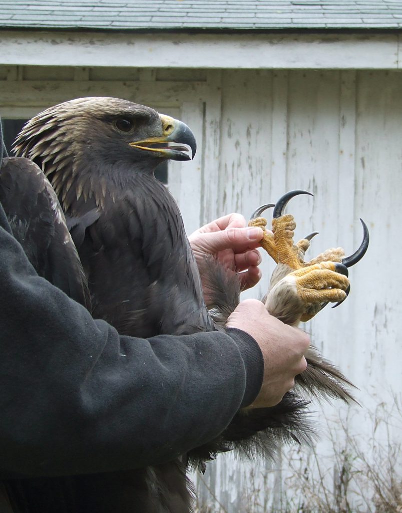 Mostrando las garras de un águila real
